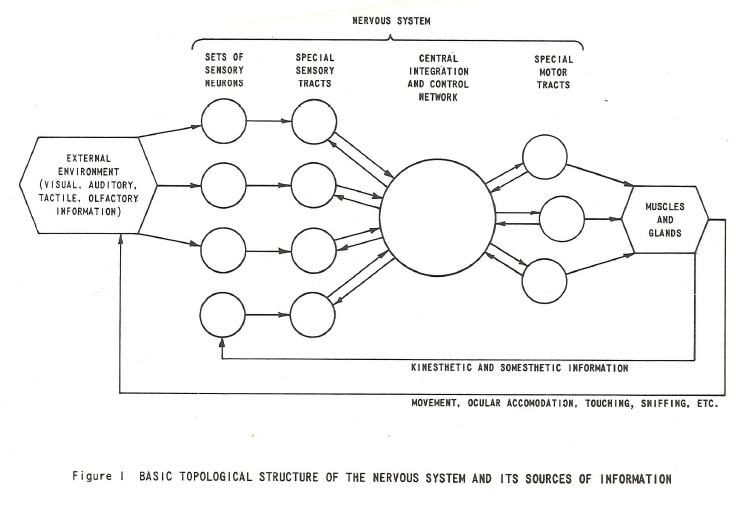 Rosenblatt_fig1